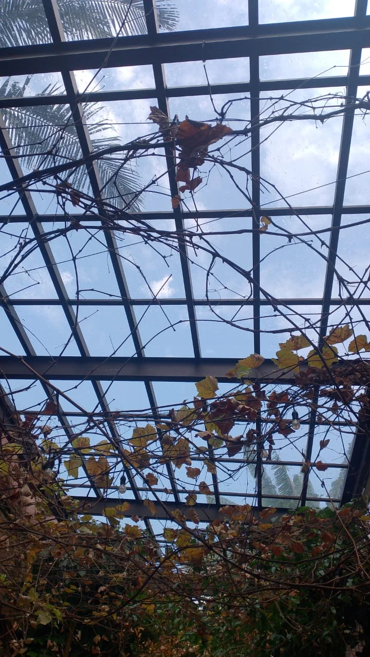 Obra real de cobertura sobre área arborizada